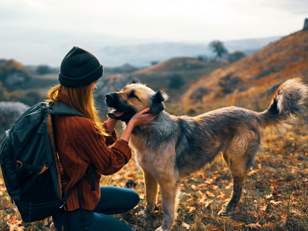 Tjänster som stödjer djurhälsa